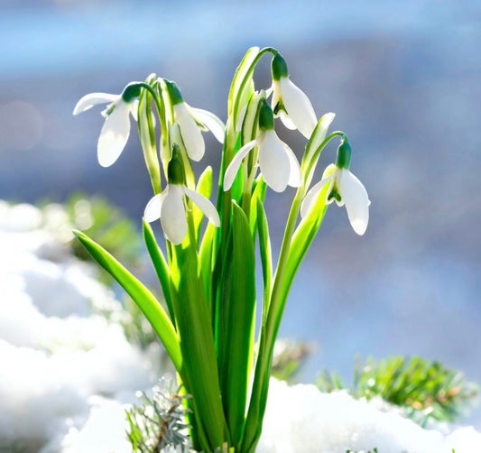 January Birth Month Tonal